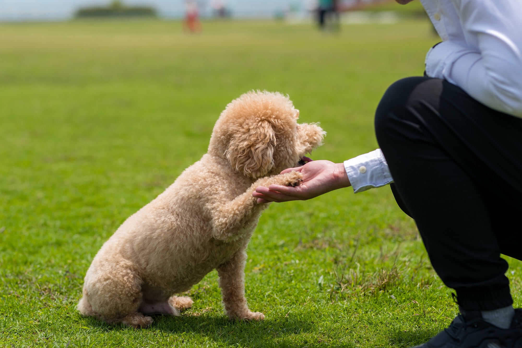 Dog Poodle shake hand with owner