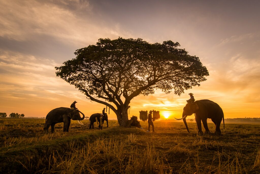 Elephants at sunrise in Thailand