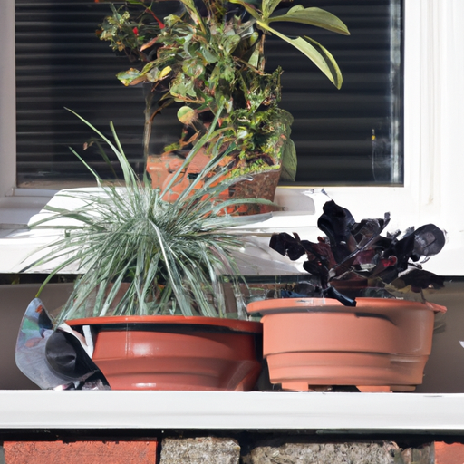 מגוון צמחים מונחים על אדן החלון, מרתיע יונים מלינה.